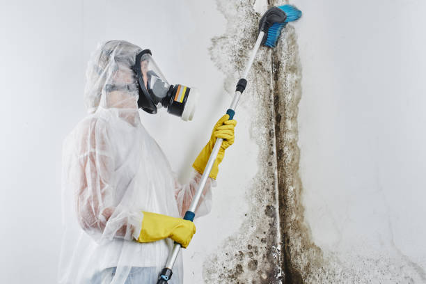 Best Biohazard Mold Removal in USA